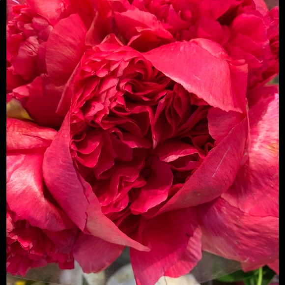 Meet your Posher, Marcia - Picture 2 of 3